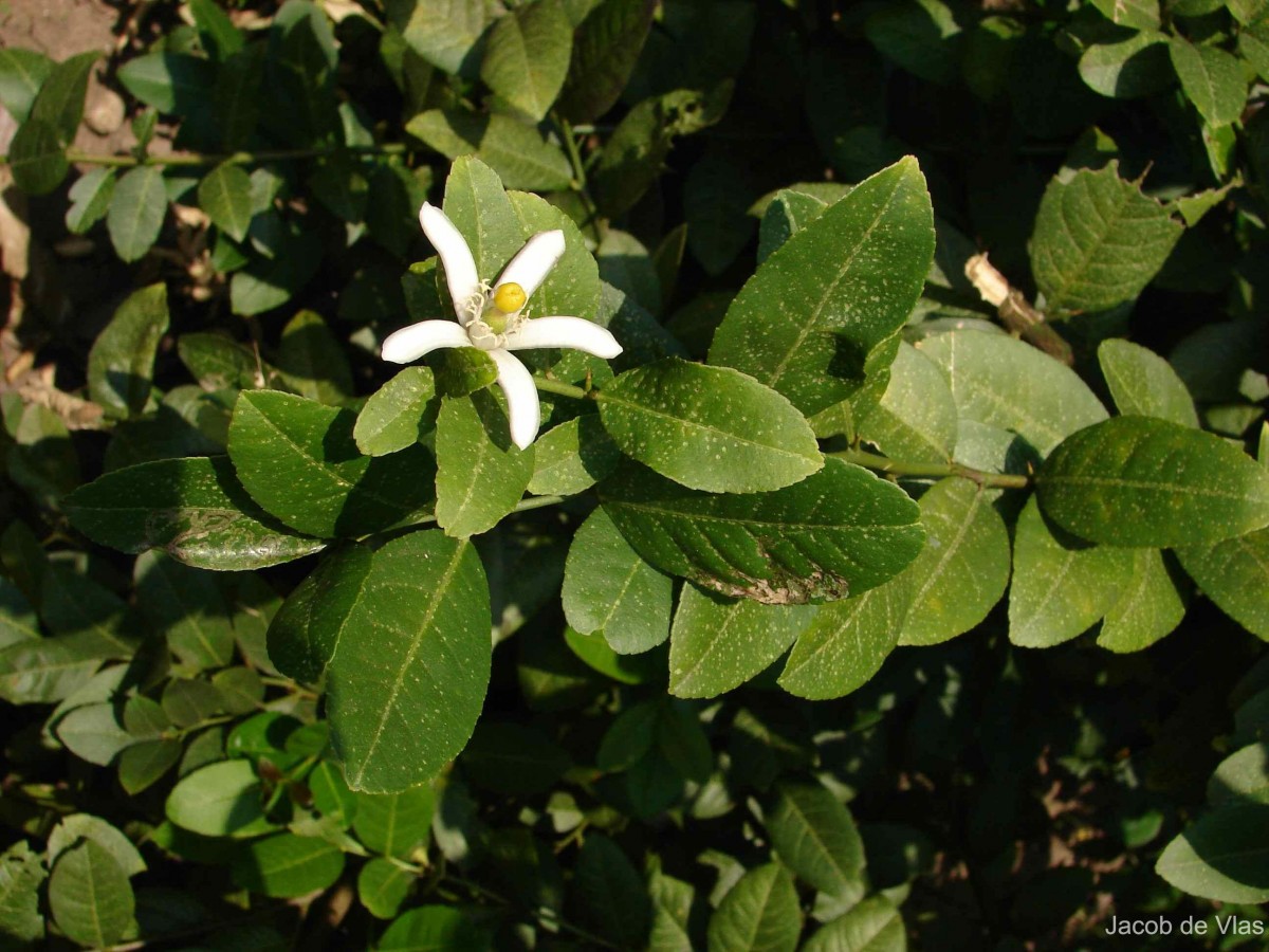 Citrus medica L.